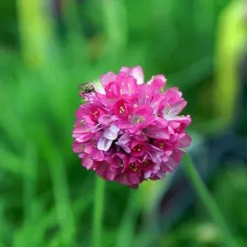 Armeria Maritima - Sea Thrift